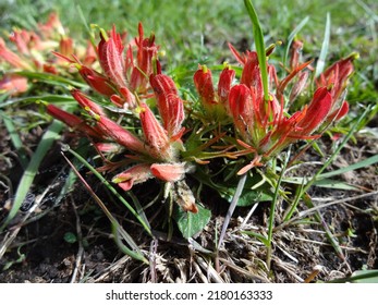 Indian Paintbrush In The Big Horn Mountains
