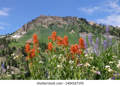 Indian Paintbrush blooms at Albion Basin, Utah in late July