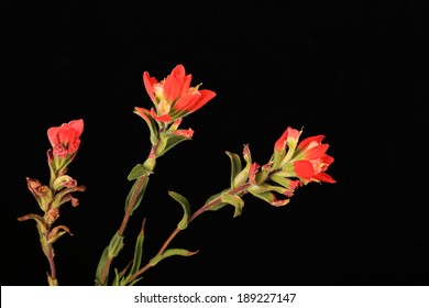 Indian Paintbrush (Castilleja indivisa) wildflowers against black background in horizontal format.