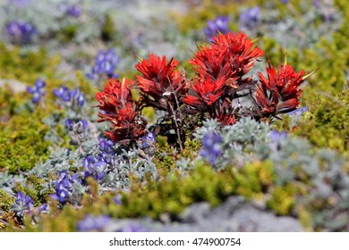 Indian Paintbrush - Castilleja Miniata