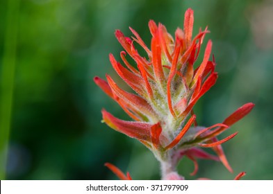 Indian paintbrush close up horizontal during hike in Colorado mountains in summer