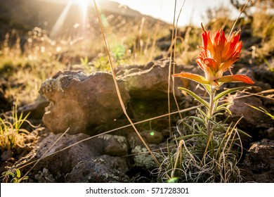 Indian Paintbrush flower backlit with the sunset in New Mexico