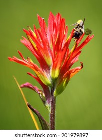 Indian Paintbrush Flower with a Bee
