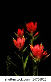 Indian Paintbrush flowers against a dark background.