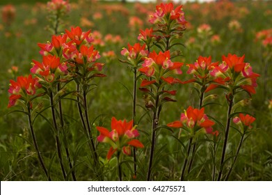 Indian paintbrush flowers cover much of central Texas in the spring.