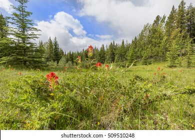 Indian Paintbrush growing in a mountain meadow in late spring - Banff National Park, Alberta, Canada