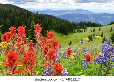 Indian paintbrush watercolor painting images