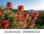 Indian Paintbrush - Sonoran Desert Wildflowers in morning light