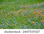 Indian paintbrush and Texas bluebonnets in a vibrant green field in March.