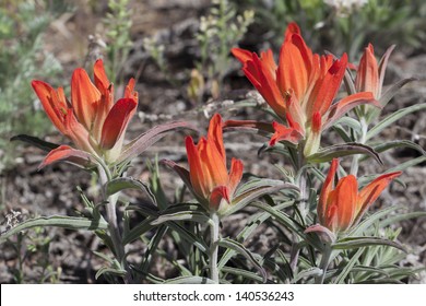 Indian paintbrush - wildflower in the Colorado wilderness