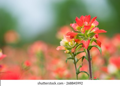 Indian Paintbrush wildflowers blooming on the spring meadow, closeup with natural green background 
