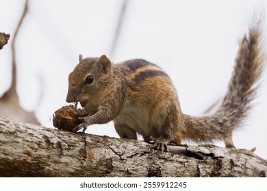 An Indian palm squirrel forages on a tree branch, nibbling on a nut in a Sri Lankan forest. This close-up wildlife shot highlights the behavior and natural habitat of tropical animals, perfect for - Powered by Shutterstock