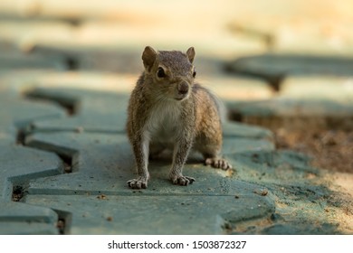 Indian Palm Squirrel Latin Name Funambulus Stock Photo 1503872327