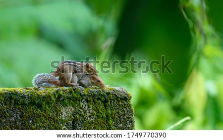 indian palm squirrel mating photo
