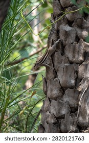 Indian Palm Squirrel on Palm Tree Bark | Tropical Wildlife Close-Up

Premium wildlife photograph of an Indian Palm Squirrel (Funambulus palmarum) climbing the rugged bark of a palm tree in its natural habitat. The squirrel's distinctive cream-colored stripes blend beautifully with the textured trunk, while lush green foliage creates an authentic tropical setting. The vertical composition captures the animal's agility and natural behavior, making this image ideal for wildlife, biodiversity, conservation, education, and nature publications.