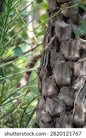 Indian Palm Squirrel on Palm Tree Bark | Tropical Wildlife Close-Up

Premium wildlife photograph of an Indian Palm Squirrel (Funambulus palmarum) climbing the rugged bark of a palm tree in its natural habitat. The squirrel's distinctive cream-colored stripes blend beautifully with the textured trunk, while lush green foliage creates an authentic tropical setting. The vertical composition captures the animal's agility and natural behavior, making this image ideal for wildlife, biodiversity, conservation, education, and nature publications.