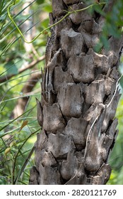 Indian Palm Squirrel on Palm Tree Bark | Tropical Wildlife Close-Up

Premium wildlife photograph of an Indian Palm Squirrel (Funambulus palmarum) climbing the rugged bark of a palm tree in its natural habitat. The squirrel's distinctive cream-colored stripes blend beautifully with the textured trunk, while lush green foliage creates an authentic tropical setting. The vertical composition captures the animal's agility and natural behavior, making this image ideal for wildlife, biodiversity, conservation, education, and nature publications.