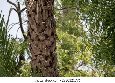 Indian Palm Squirrel on Palm Tree Bark | Tropical Wildlife Close-Up

Premium wildlife photograph of an Indian Palm Squirrel (Funambulus palmarum) climbing the rugged bark of a palm tree in its natural habitat. The squirrel's distinctive cream-colored stripes blend beautifully with the textured trunk, while lush green foliage creates an authentic tropical setting. The vertical composition captures the animal's agility and natural behavior, making this image ideal for wildlife, biodiversity, conservation, education, and nature publications.