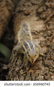 Indian Palm Squirrel  On Tree Attack Face