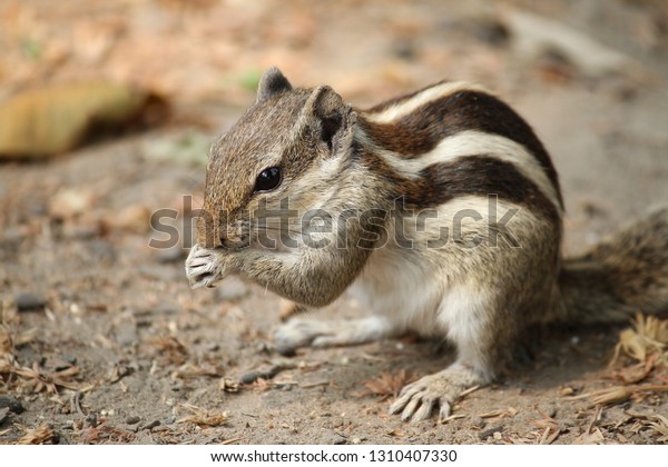 印刷 シマリス 縞模様 最高の画像をダウンロード