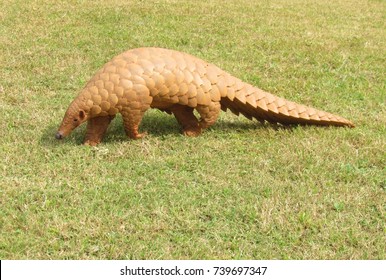 Indian Pangolin