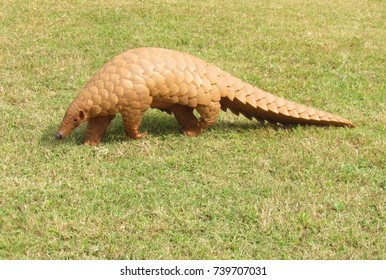 Indian pangolin
