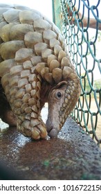 Indian Pangolin or Anteater in a cage