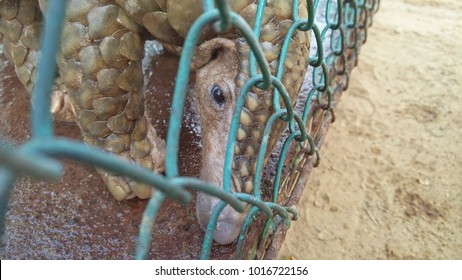 Indian Pangolin or Anteater in a cage