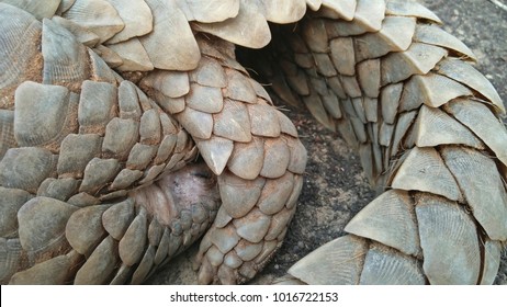Indian Pangolin or Anteater coiled