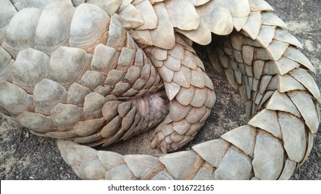 Indian Pangolin or Anteater coiled