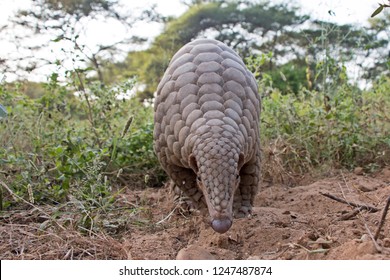 Indian pangolin or anteater (Manis crassicaudata) one of the most trafficked/smuggled wild animal for its scales