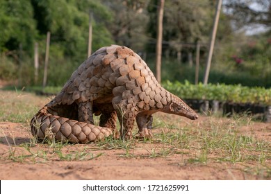 Indian Pangolin or Anteater (Manis crassicaudata) one of the most trafficked wildlife species 