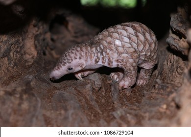 Indian Pangolin baby, infant, young