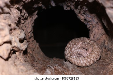 Indian Pangolin baby, infant, young