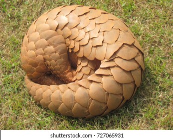 Indian pangolin Manis crassciaudata