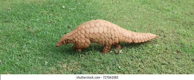 Indian Pangolin walking