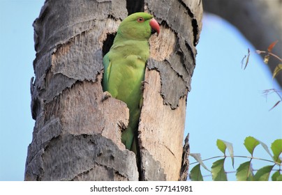 Indian Parakeet