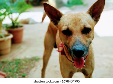 Indian Pariah Dog Desi Dog