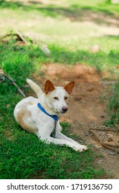 Indian Pariah Dog In Kerala