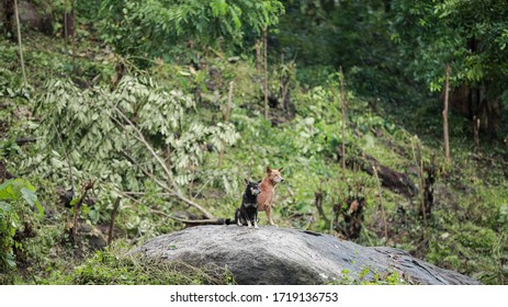 Indian Pariah Dog In Kerala