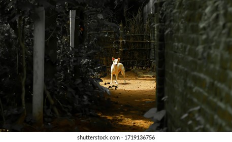 Indian Pariah Dog In Kerala