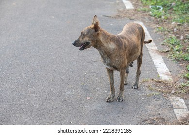 1,720 Pariah Dog Images, Stock Photos & Vectors | Shutterstock