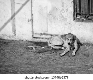 332 Indian pariah dog Images, Stock Photos & Vectors | Shutterstock