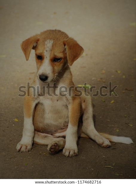 indian pariah dog puppy