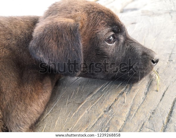 Indian Pariah Dog Puppy Wallpaper Royalty Free Stock Image