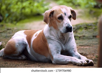 Indian Pariah Dog Images Stock Photos Vectors Shutterstock