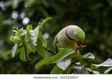 Indian Parrot Sitting on a Guava Tree  - Shutterstock ID 2315220017