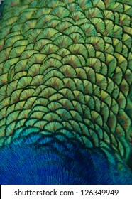 Indian peacock back feathers. Image showing vibrant colors and texture. - Shutterstock ID 126349949