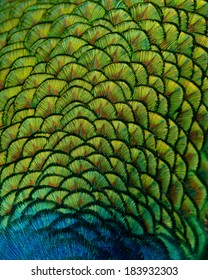 Indian peacock back feathers. Image showing vibrant colors and texture. - Shutterstock ID 183932303