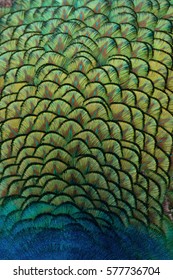 Indian peacock back feathers showing patterns, texture, and vibrant yellow, blue, and green hues. - Shutterstock ID 577736704